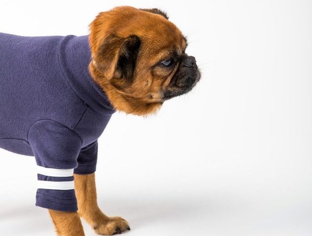Extra Large Dog Sweaters Tips – Review