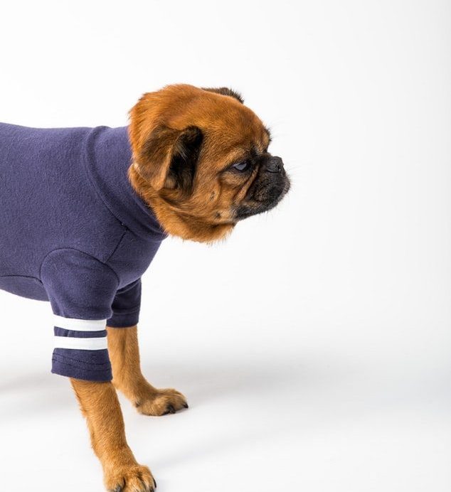 Extra Large Dog Sweaters Tips - Review - Post Thumbnail